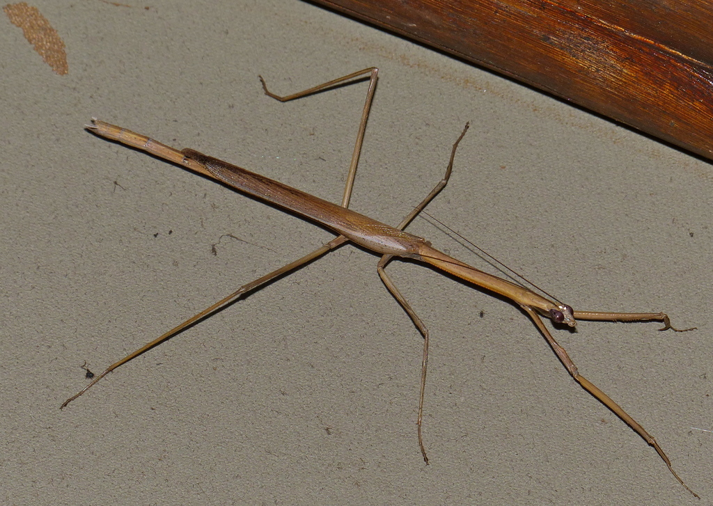 Danuria thunbergi