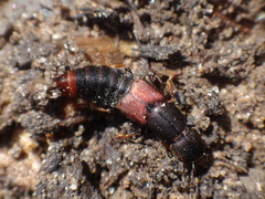 Platydracus cinnamopterus