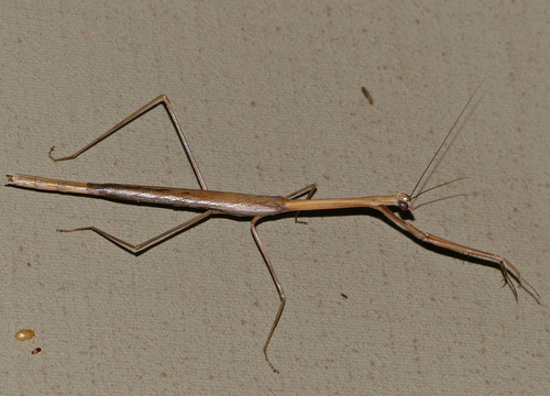 Danuria thunbergi photo 3