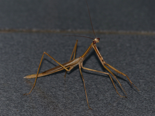 Danuria thunbergi photo 4