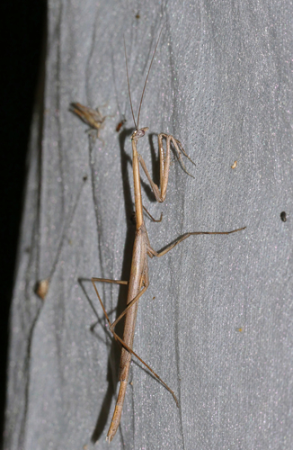 Danuria thunbergi photo 5