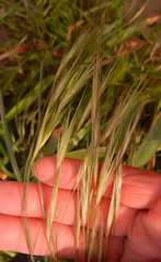 Bromus sterilis