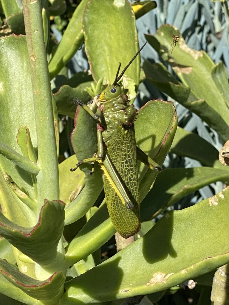 Green Milkweed Locust from Airport Area, Kempton Park, GP, ZA on May 4 ...