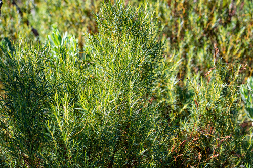 Empleurum unicapsulare, photograph 6