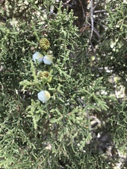 Juniperus osteosperma