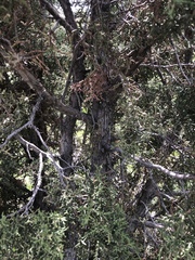 Juniperus osteosperma