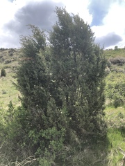 Juniperus osteosperma