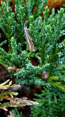 Crambus lathoniellus