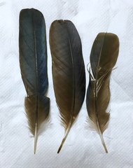 Corvus monedula soemmerringii