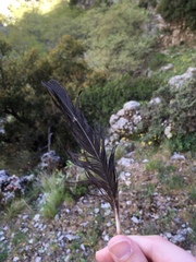 Corvus monedula soemmerringii