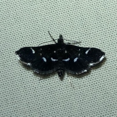 Diasemiodes nigralis