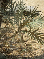 Bocconia arborea