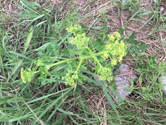 Polytaenia nuttallii