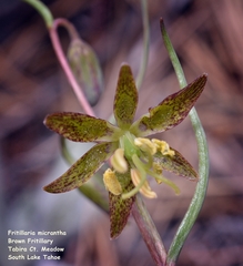 Fritillaria atropurpurea