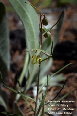 Fritillaria atropurpurea