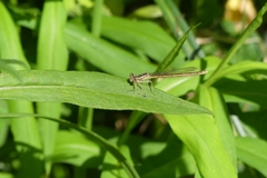 Platycnemis acutipennis