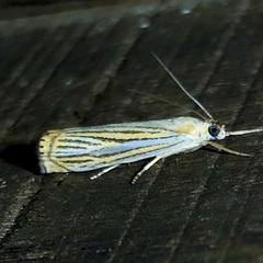 Crambus multilinellus
