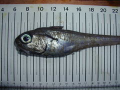 Malacocephalus laevis