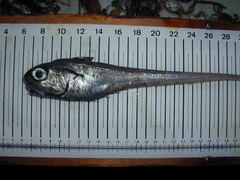 Malacocephalus laevis