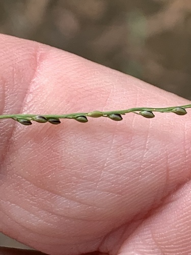 Digitaria ramularis, 2024-04-27