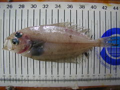 Lepidorhombus boscii