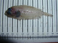 Lepidorhombus boscii