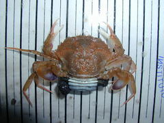 Liocarcinus depurator