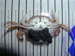 Liocarcinus depurator