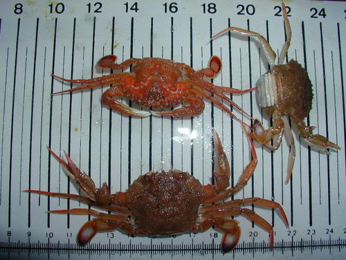 Representative image of Macropipus