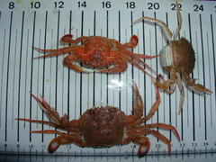 Macropipus tuberculatus
