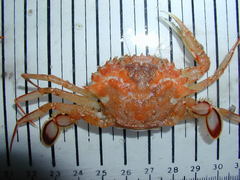 Macropipus tuberculatus