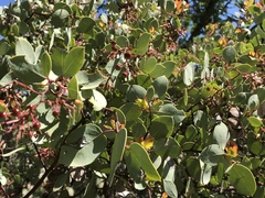 Arctostaphylos viscida