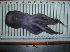 Bathypolypus