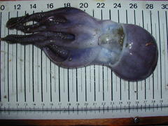 Bathypolypus