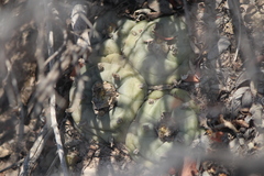 Lophophora diffusa