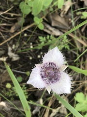 Calochortus tolmiei