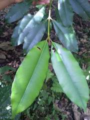 Calophyllum brasiliense