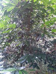 Calophyllum brasiliense