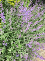 Nepeta × faassenii