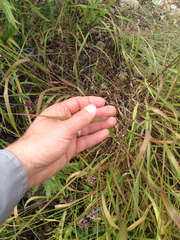 Elymus glaucus glaucus