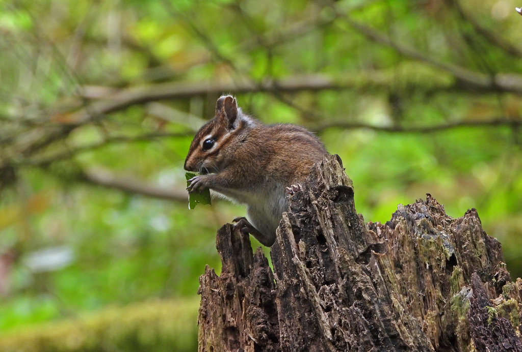 Townsend's Chipmunk from Multnomah County, OR, USA on May 3, 2024 at 02 ...