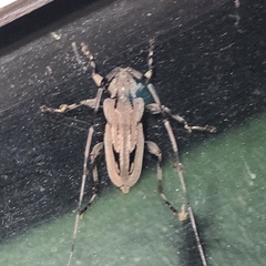 Acanthocinus nodosus