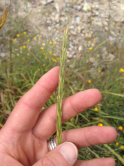 Elymus glaucus glaucus