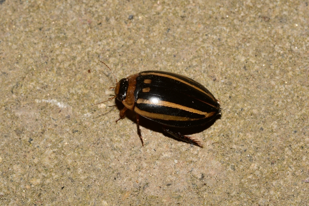 Hydaticus bowringii