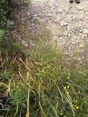 Elymus glaucus glaucus