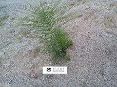 Equisetum telmateia telmateia