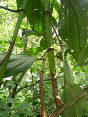 Meriania nobilis