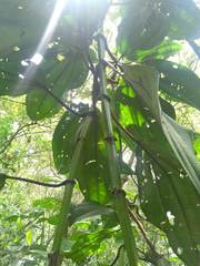 Meriania nobilis