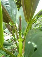 Meriania nobilis