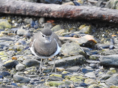 Charadrius modestus